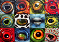 Augen